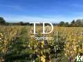 Photo Parcelle AOC, plantée en vigne de production