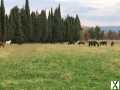 Photo Domaine agricole de 21 hectares en Provence