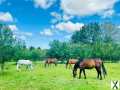 Photo Montpellier, Domaine équestre sur plus de 6 hectares, proximité de toutes commodités