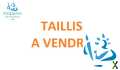 Photo TAILLIS A VENDRE A MORTAGNE AU PERCHE