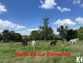 Photo Propriété idéal chevaux, gîtes ou artisan, 1,9 hectares