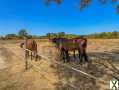 Photo Propriété agricole de 28 hectares, haras et résidences