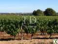 Photo Vignes en production AOC Chateaumeillant