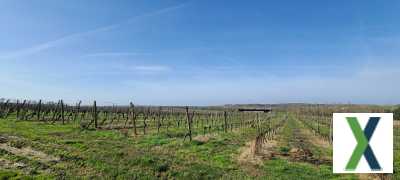 Photo Exploitation agricole viticole, céréalière et bovins viande, domaine d'exception secteur Marmande sur 110ha SAU (120ha SAT)